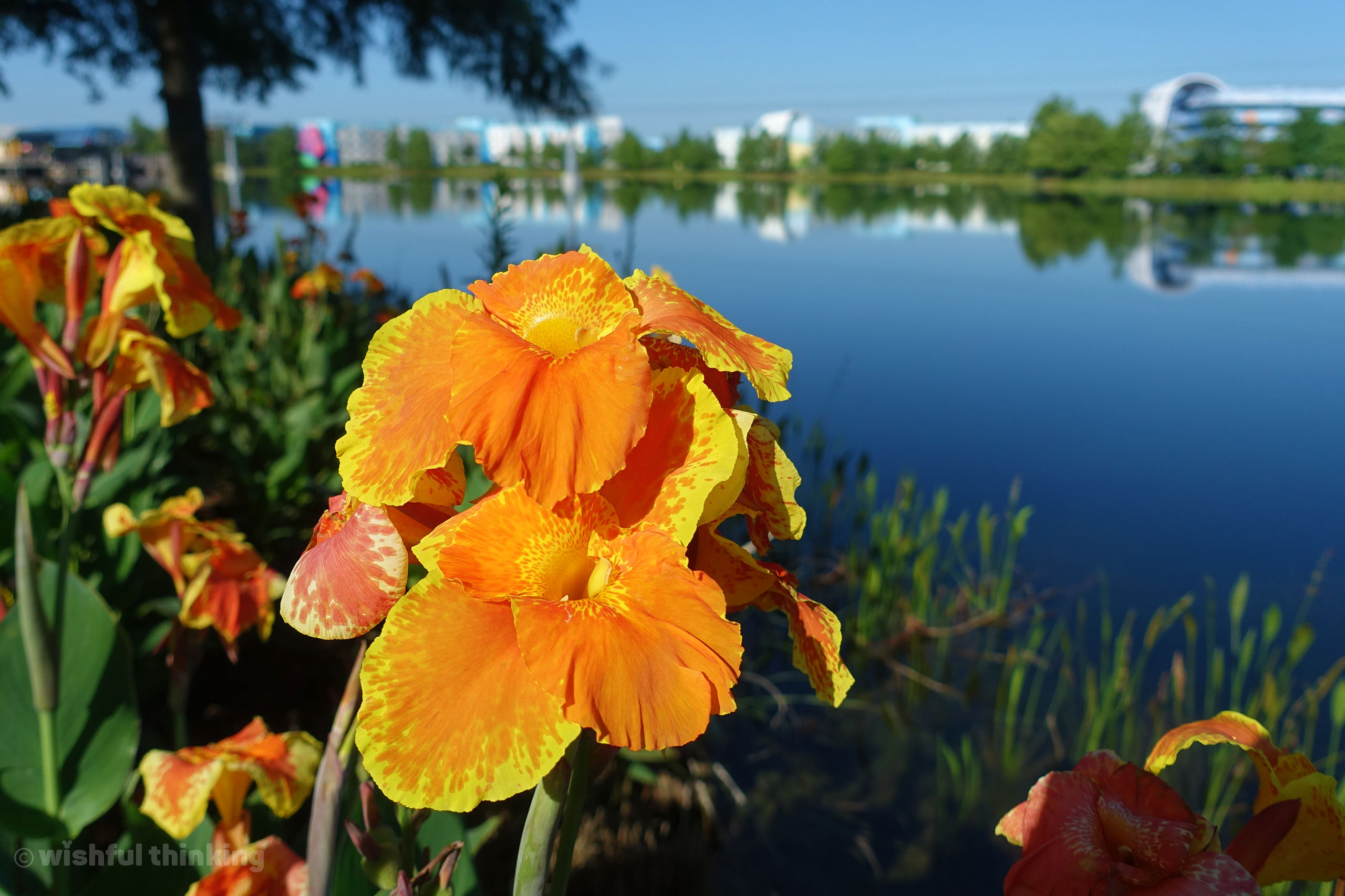 Waterfront flowers dazzle in the afternoon sun near the Art of Animation Resort in Orlando, Florida's Walt Disney World